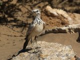 8 maart, Marokko - Witbandleeuwerik (Greater Hoopoe-Lark)