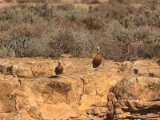 8 maart, Marokko - Casarca (Ruddy Shelduck)