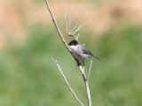 9 maart, Marokko - Kleine zwartkop (Sardinian Warbler)