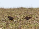 10 maart, Marokko - Zwartbuikzandhoen (Black-bellied Sandgrouse)
