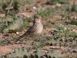 10 maart, Marokko - Kleine kortteenleeuwerik (Lesser Short-toed Lark)