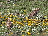 10 maart, Marokko - Griel (Eurasian Thick-knee)