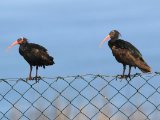 10 maart, Marokko - Heremietibis (Northern Bald Ibis)