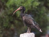 10 maart, Marokko - Heremietibis (Northern Bald Ibis)