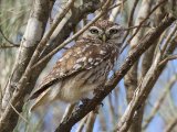 10 maart, Marokko - Steenuil (Little Owl)