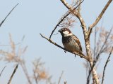 10 maart, Marokko - Spaanse mus (Spanish Sparrow)