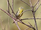 10 maart, Marokko - Europese kanarie (European Serin)