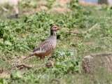 10 maart, Marokko - Barbarijse patrijs (Barbary Partridge)