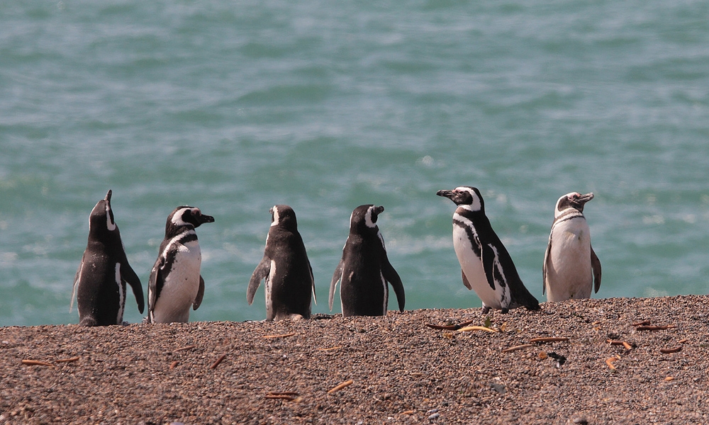 Pinguins