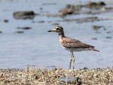Senegal Thick-knee (Senegalese griel)