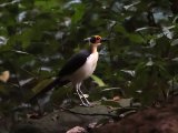 White-necked Rockfowl (Witnekkaalkopkraai)