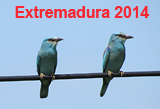Photoalbum: Extremadura 2014, Birds and other