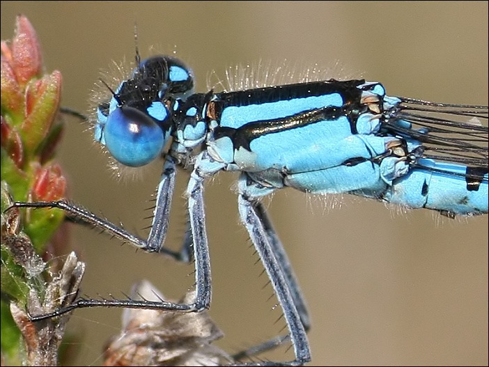 Watersnuffel (Common Blue Damselfly)